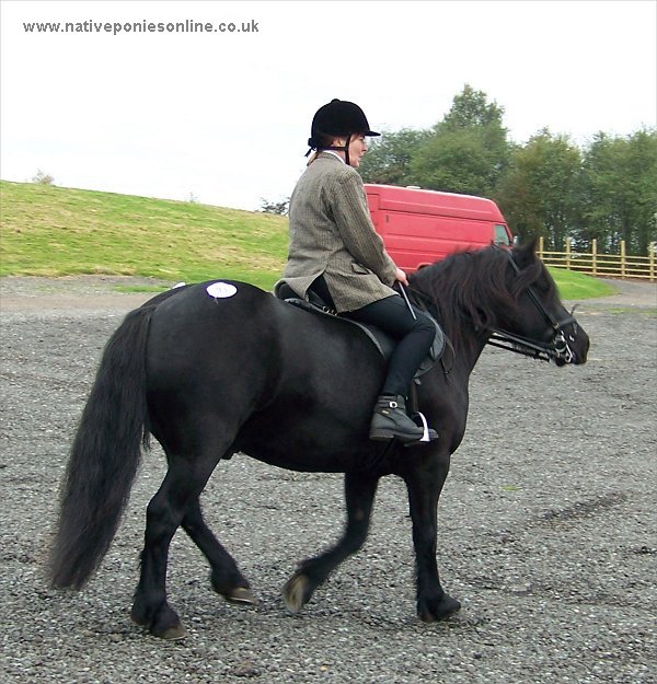 Fell Pony Sales 2007