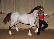 Welsh section D Mountain and Moorland Pony Charity Show 2008