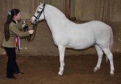 Welsh Section A Mountain and Moorland Pony Charity Show 2008