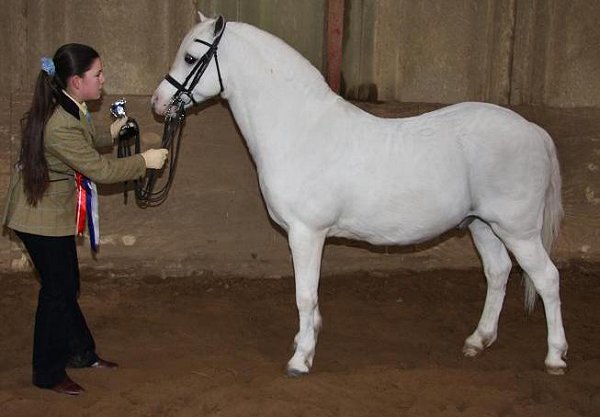 Welsh Section A Mountain and Moorland Pony Charity Show 2008
