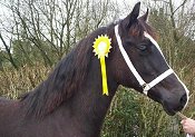 Welsh section C Mountain and Moorland Pony Charity Show 2008