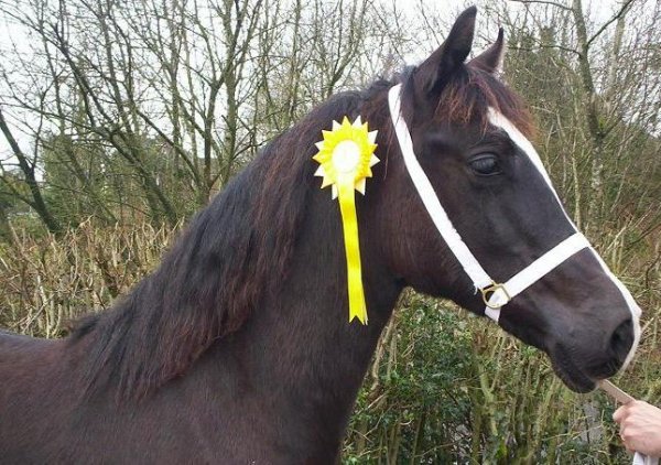 Welsh Section C Mountain and Moorland Pony Charity Show 2008