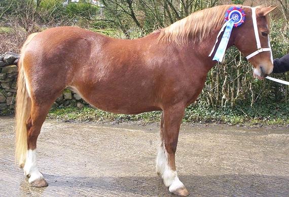 Welsh Section c Mountain and Moorland Pony Charity Show 2008