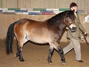 Exmoor Mountain and Moorland Pony Charity Show 2008