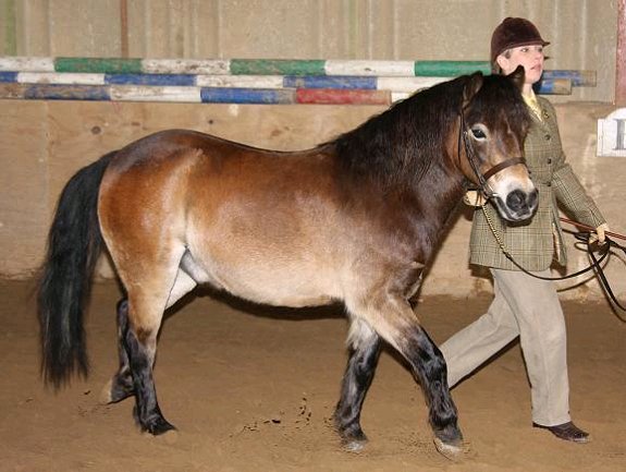 Mountain and Moorland Pony Charity Show 2008