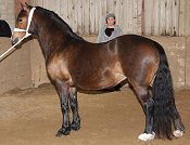 Welsh Section C and D Mountain and Moorland Pony Charity Show 2008