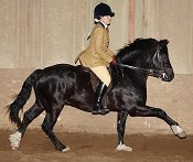 Open Ridden Class Mountain and Moorland Pony Charity Show 2008