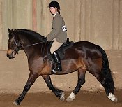 Ridden Class Mountain and Moorland Pony Charity Show 2008