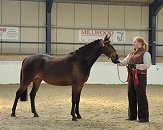 National Pony Society  Wessex Region 24 - Spring Show 2007