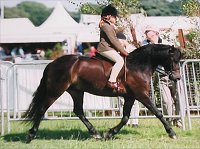 Cayberry Dartmoor Pony Stud