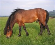 Cayberry Dartmoor Pony Stud