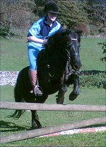 Cayberry Dartmoor Pony Stud