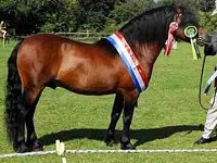 Cayberry Dartmoor Pony Stud