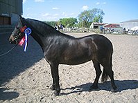 Cayberry Dartmoor Pony Stud