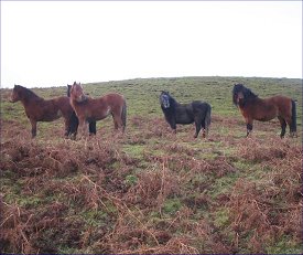 Cayberry Dartmoor Pony Stud