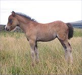 Cayberry Dartmoor Pony Stud